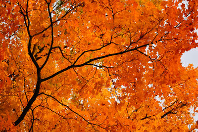 Low angle view of maple tree in forest during autumn