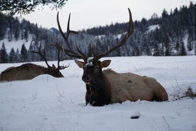 View of deer on snow covered land