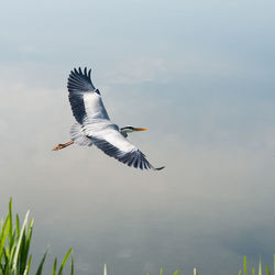 Seagulls flying over lake against sky