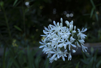 Close-up of white flowering plant in park