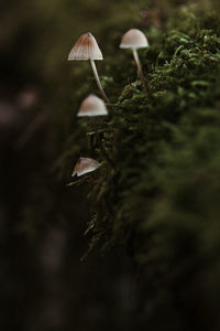 Close-up of mushroom growing on field