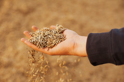 The hands of a farmer close-up holding a handful of wheat grains. rural meadow. rich harvest concept