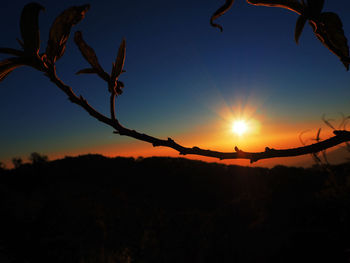 Close-up of silhouette plants against sky during sunset