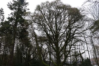 Low angle view of trees in forest against sky