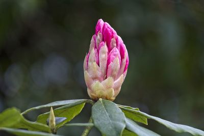 Close-up of pink flower bud