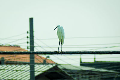 Close-up of bird perching on leaf against sky