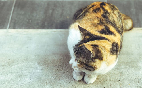 High angle view of a cat