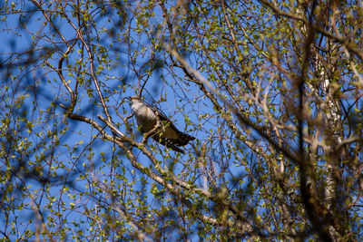 Low angle view of bird perching on tree