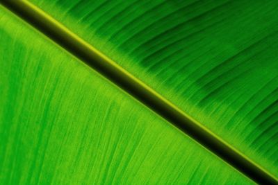 Full frame shot of palm leaf