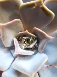 Close-up of a hand holding crab