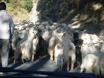 View of sheep walking on road