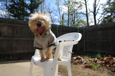 Dog standing in front of built structure