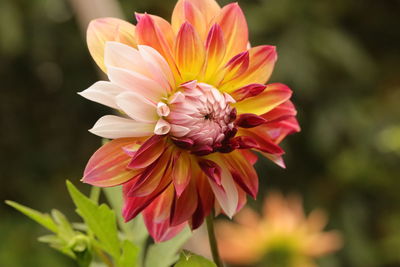 Close-up of pink dahlia flower