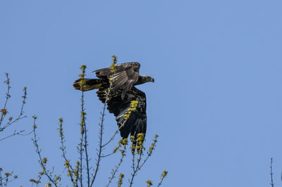 Low angle view of eagle flying in sky