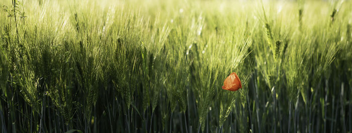Wheat growing on field