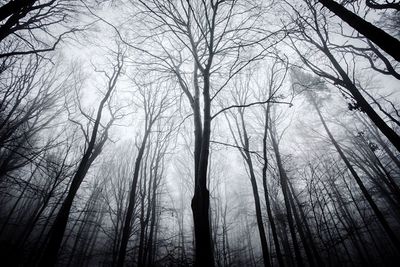 Low angle view of bare trees in forest