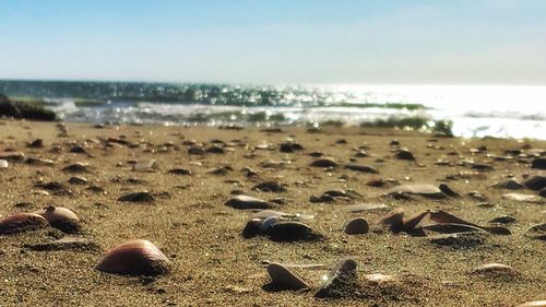 Scenic view of beach