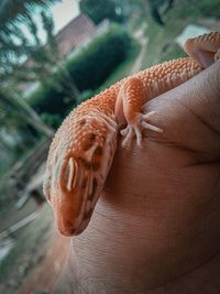 Close-up of hand holding a lizard