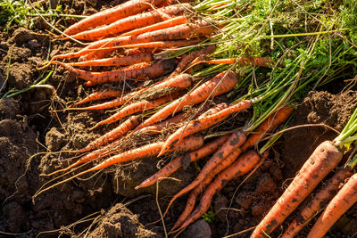 Close-up of red chili peppers