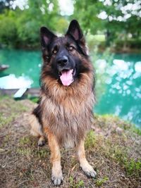Portrait of german shepherd sitting at riverbank