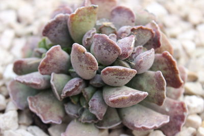 Full frame shot of succulent plant