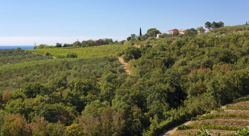 Scenic view of trees on field against sky