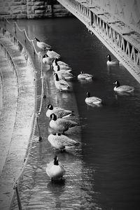 High angle view of swans swimming in lake