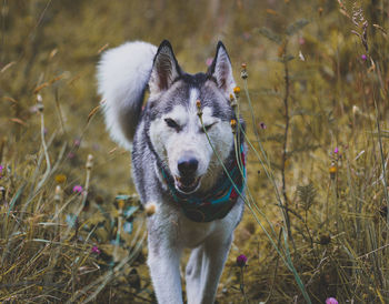 Dogs running on field