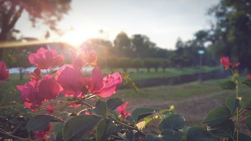 Close-up of pink flowering plants on field