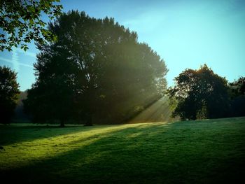 Trees growing on field against clear sky