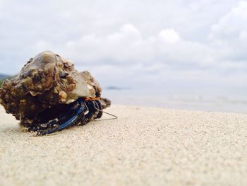 Close-up of crab on sand at beach against sky