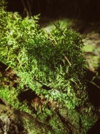 Close-up of moss growing on tree trunk