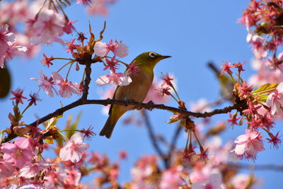 Low angle view of bird perching on tree against sky