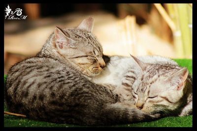 Close-up of cat sleeping