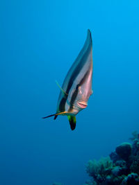 Fish swimming in sea