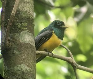 Close-up of bird perching on tree