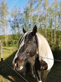 View of a horse on a field