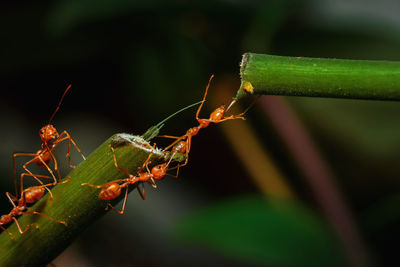 Close-up of insect on plant