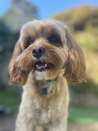 Close-up portrait of dog