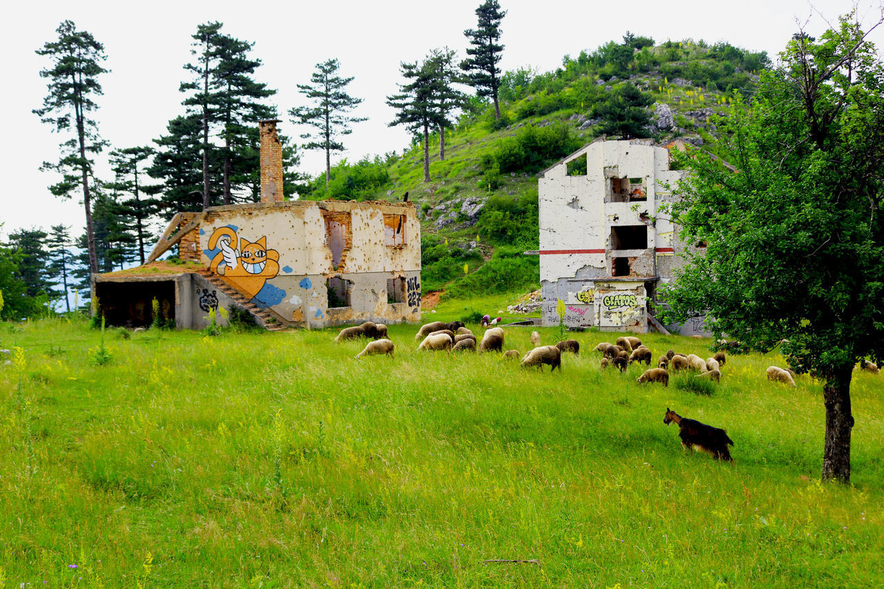 VIEW OF SHEEP ON FIELD