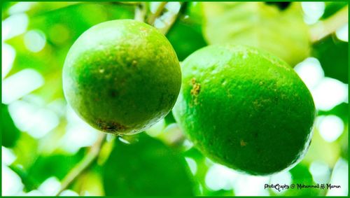 Close-up of fruits on tree