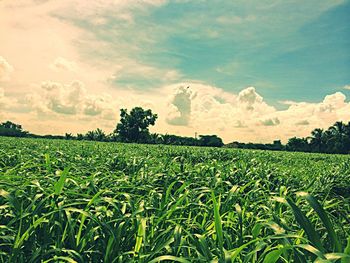 Scenic view of grassy field against cloudy sky