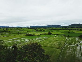 Scenic view of agricultural field against sky