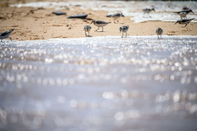 Flock of birds on beach