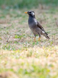 Close-up of bird perching on field