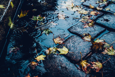 High angle view of maple leaves on wet street during rainy season