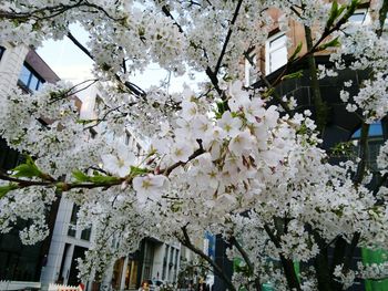 Blossoming tree against sky