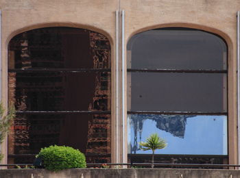 Low angle view of plant against windows