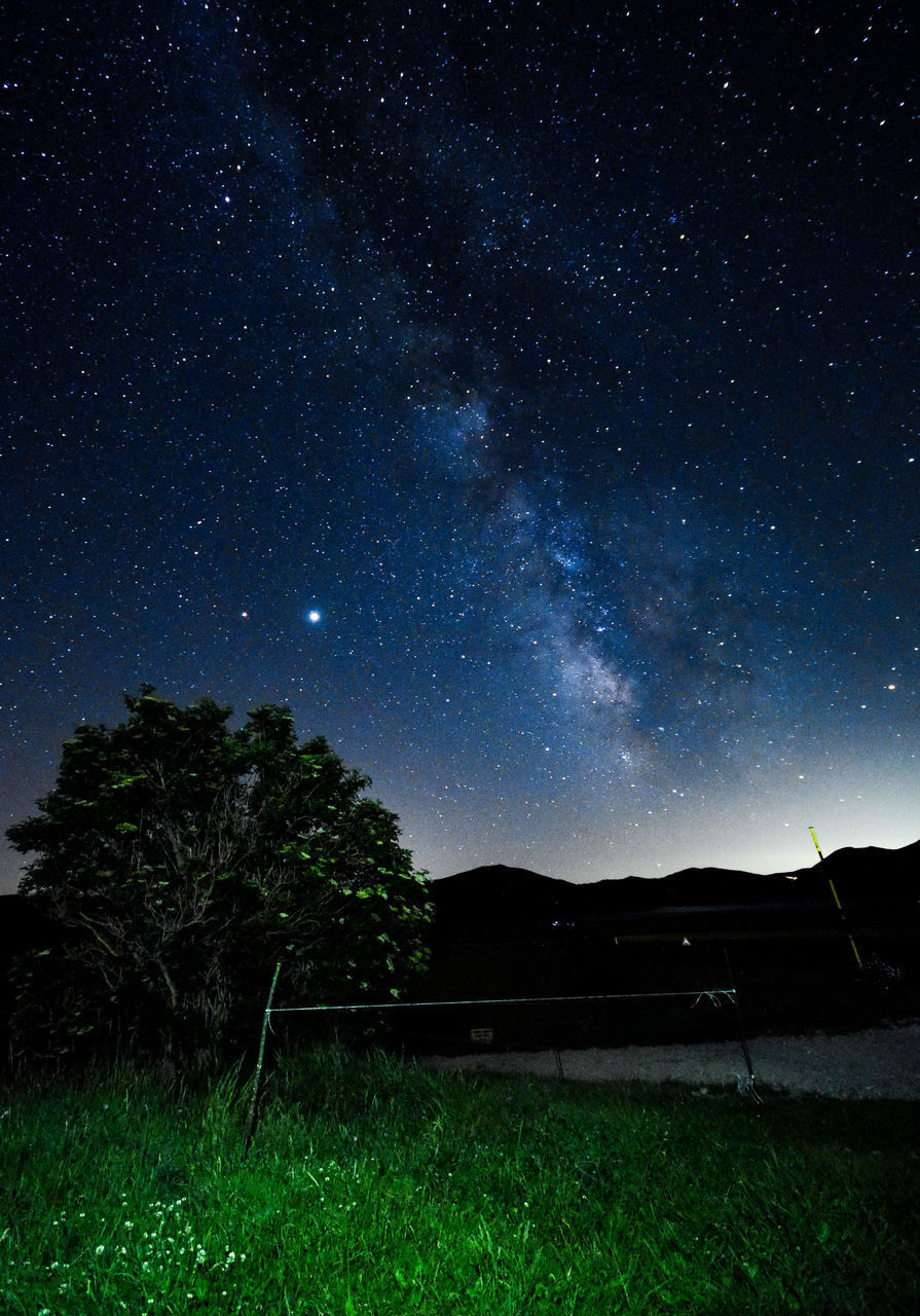 SCENIC VIEW OF SILHOUETTE TREES AGAINST STAR FIELD