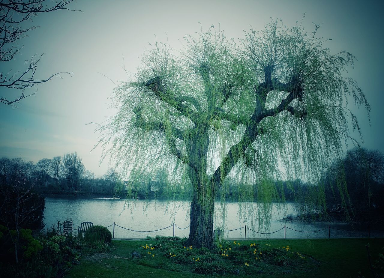 VIEW OF TREE BY LAKE AGAINST SKY